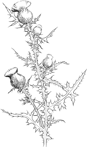 Cirsium Vulgare Or Bull Thistle Coloring Page